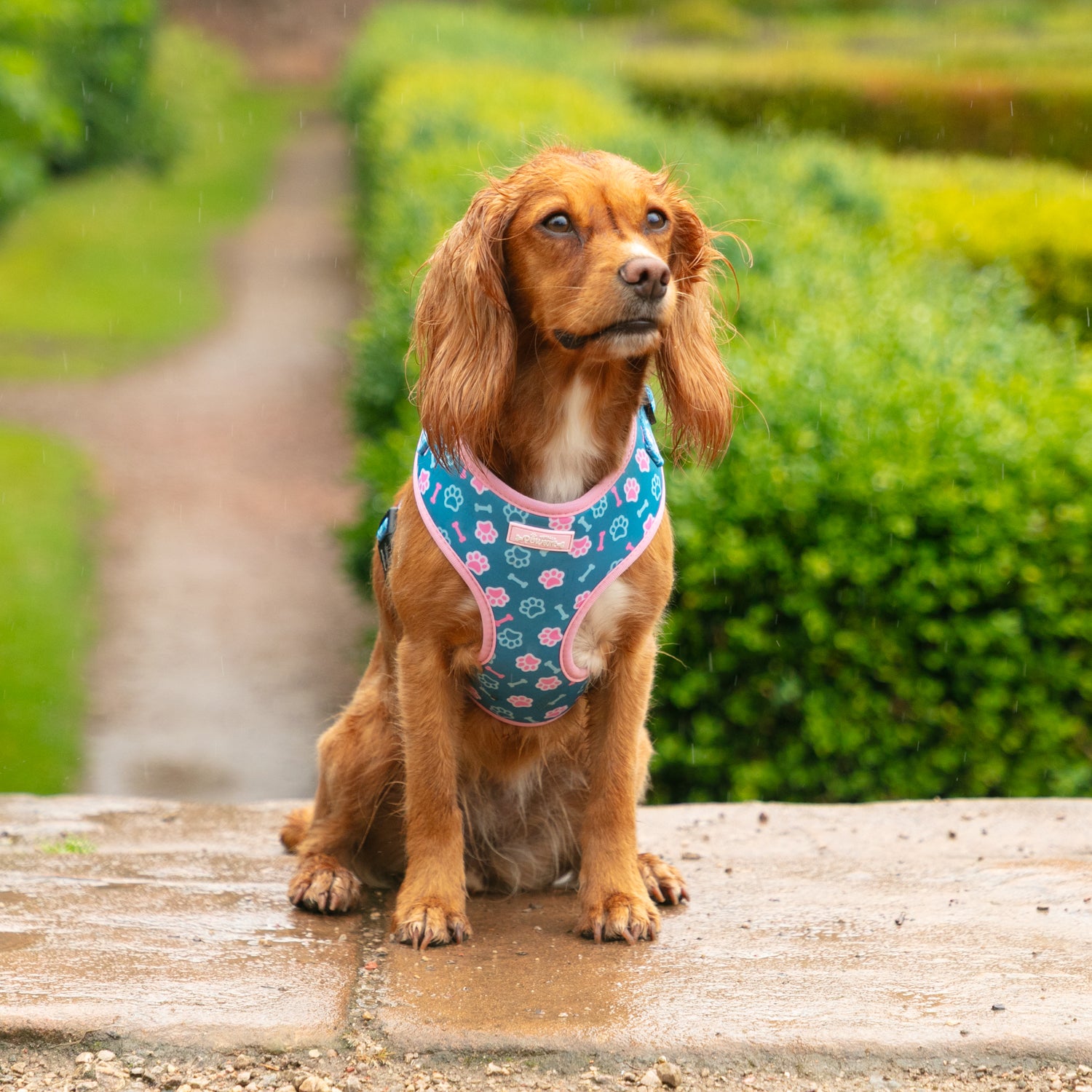 Pawsome Pups Dog Harness