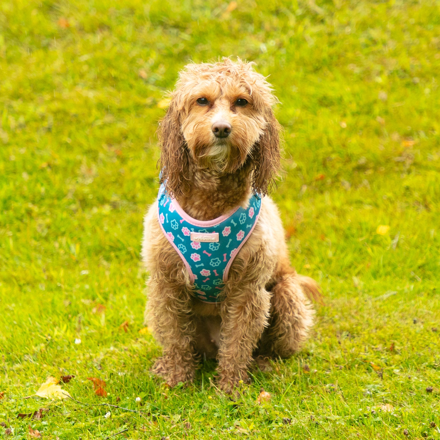 Pawsome Pups - 4 Piece Bundle - Dog Harness, Collar, Lead & Poop Bag Holder