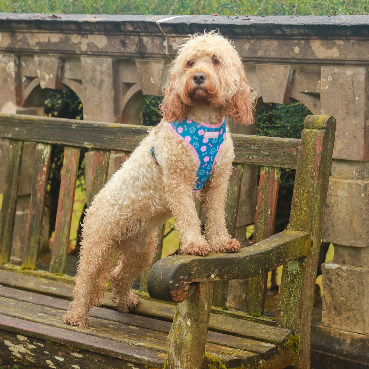 Pawsome Pups - 4 Piece Bundle - Dog Harness, Collar, Lead & Poop Bag Holder