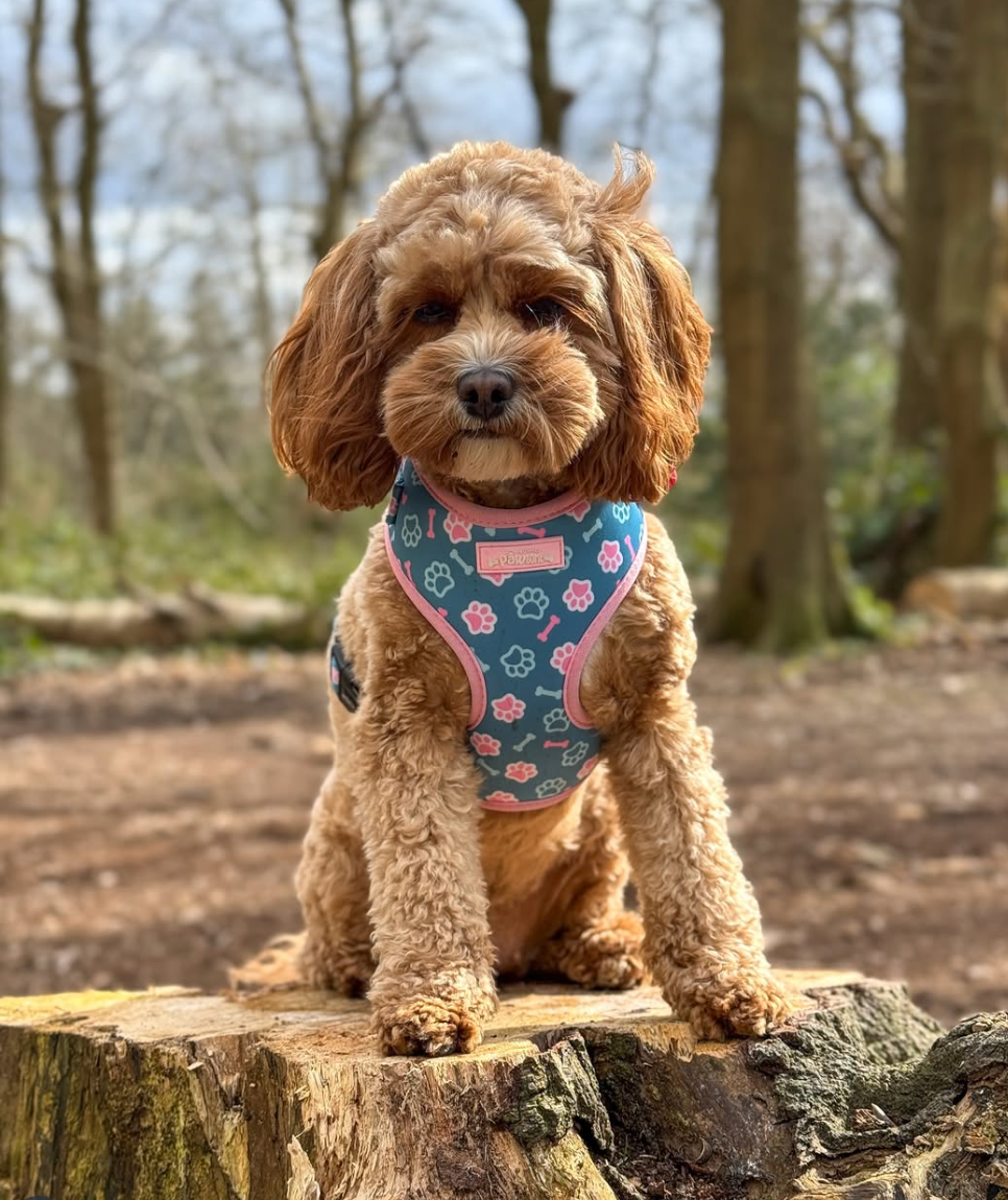 cockapoo dog wearing a blue and pink  harness sitting on a log in a forest.
