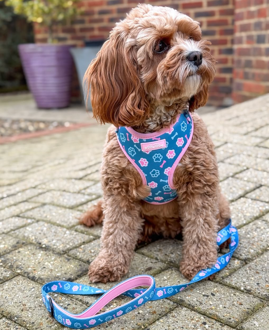 cockapoo wearing a floral harness and leash on a paved patio.