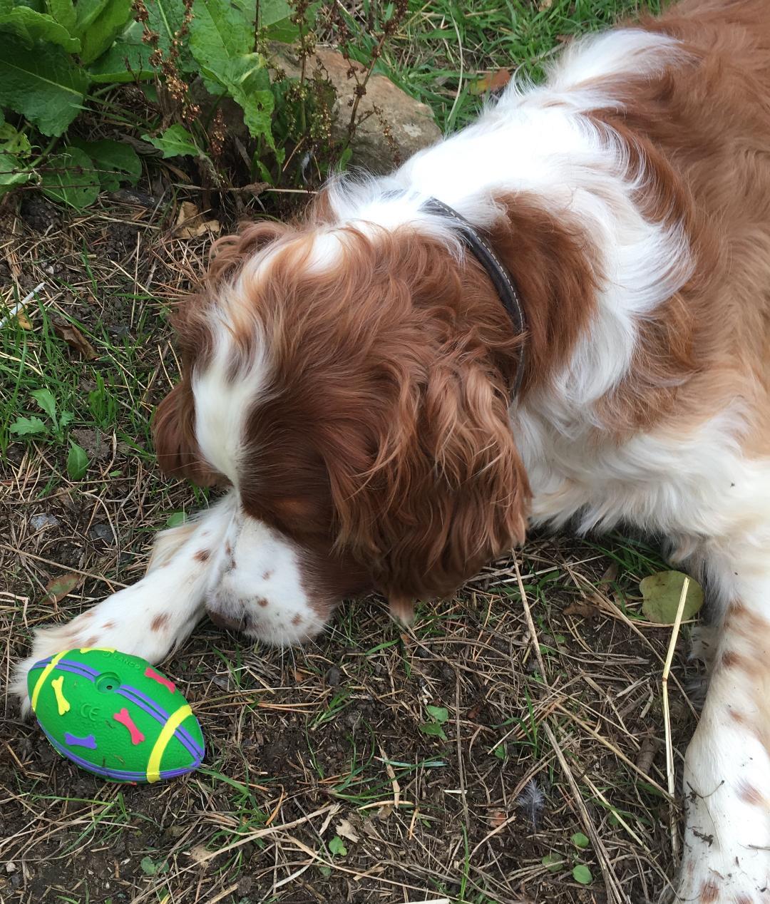 OVO - Rugby Ball Dog Toy