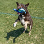 KONG Whirlz Tough Dog Toy