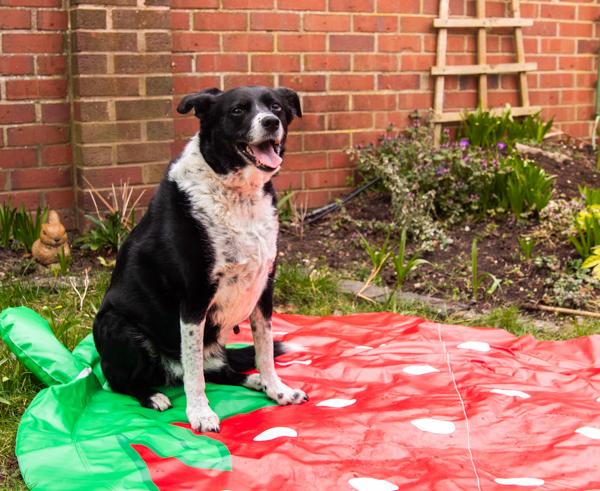 Rosewood Strawberry Splash mat