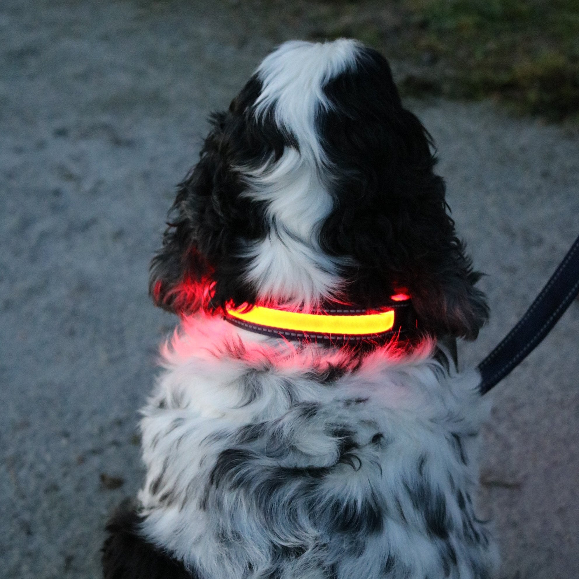 Flash & Go Rechargeable LED Dog Collar - Totally Pawsome