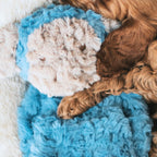 Rosewood My Dog Separation or Anxiety Dog Plush Toys