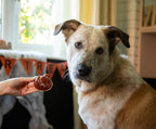 Halloween Rosewood Pumpkin & Bat Dog Treats