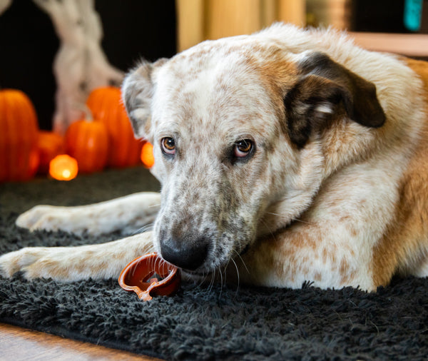 Halloween Rosewood Pumpkin & Bat Dog Treats