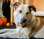 Halloween Rosewood Pumpkin & Bat Dog Treats