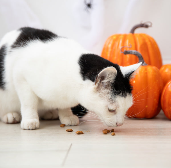 Halloween Rosewood Pumpkin Coated Chicken Cat Cushions 60g