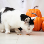 Halloween Rosewood Pumpkin Coated Chicken Cat Cushions 60g