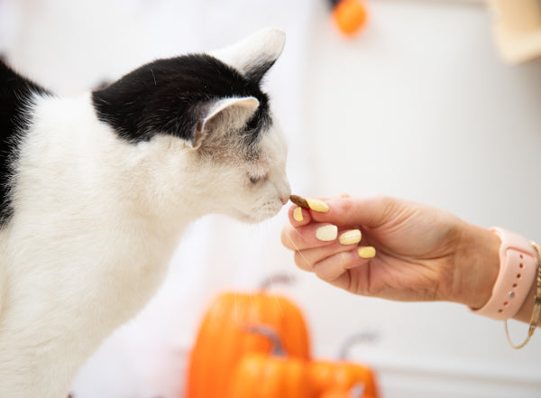 Halloween Rosewood Pumpkin Coated Chicken Cat Cushions 60g