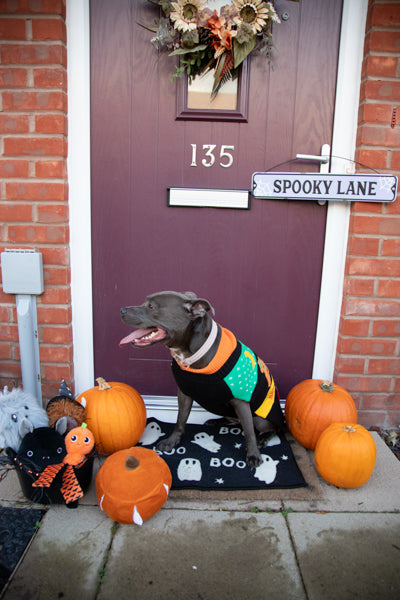 Halloween Roll Neck Dog Jumper