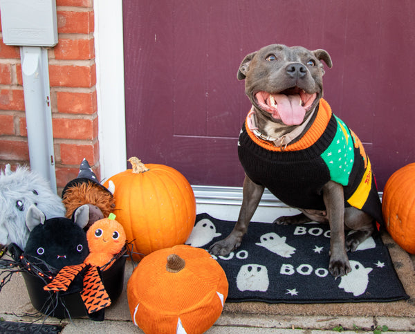 Halloween Roll Neck Dog Jumper