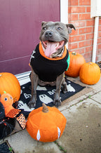 Halloween Roll Neck Dog Jumper