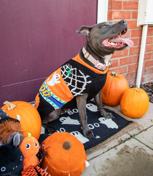 Halloween Roll Neck Dog Jumper