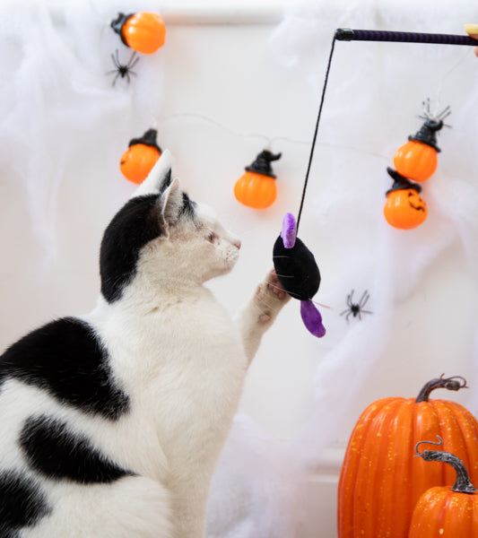 Halloween Buffy Bat Teaser Cat Toy