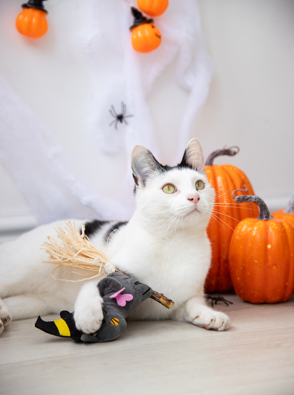 Halloween Witchy Kitty Silvervine Cat Toy