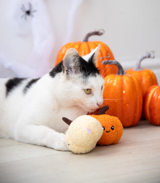 Halloween Pumpkin Pals Cat Toy