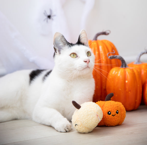 Halloween Pumpkin Pals Cat Toy