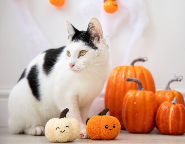 Halloween Pumpkin Pals Cat Toy