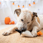 Halloween Gregory Ghost Dog Toy