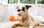 Halloween Gregory Ghost Dog Toy