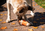 Halloween Pumpkin Snuffle Cup Dog Toy