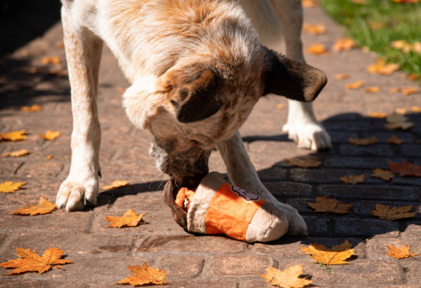 Halloween Pumpkin Snuffle Cup Dog Toy