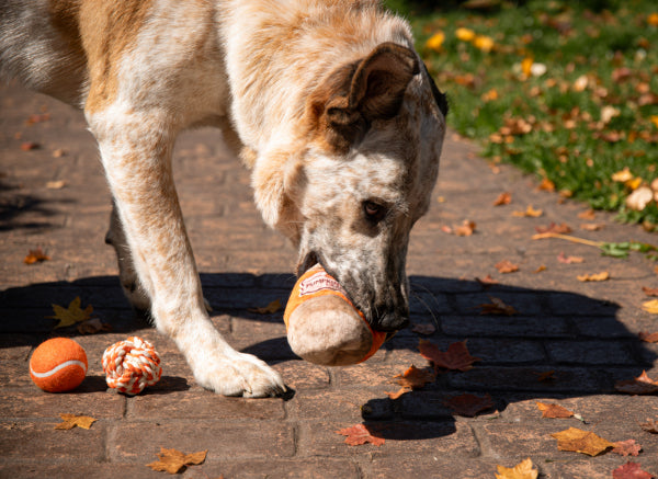 Halloween Pumpkin Snuffle Cup Dog Toy