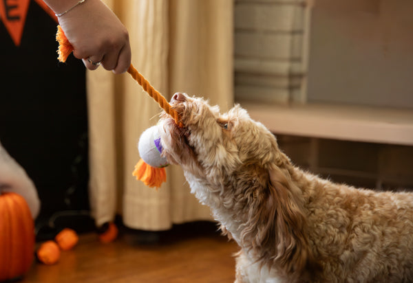 Halloween Goofy Eyes Rope Tug Dog Toy