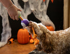 Halloween Goofy Eyes Rope Tug Dog Toy