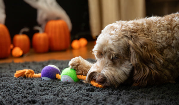 Halloween Goofy Eyes Rope Tug Dog Toy