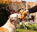 Halloween Wilber Wizard Teddy Bear Dog Toy