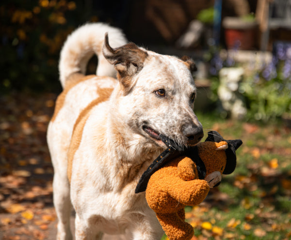 Halloween Wilber Wizard Teddy Bear Dog Toy