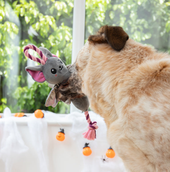 Halloween Beatrix Bat Plush & Rope Dog Toy