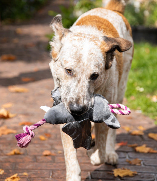 Halloween Beatrix Bat Plush & Rope Dog Toy