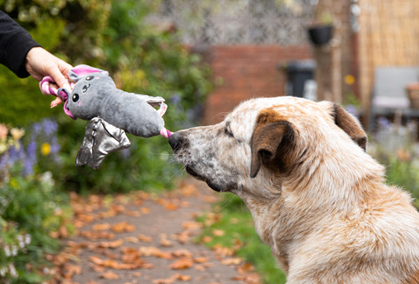 Halloween Beatrix Bat Plush & Rope Dog Toy