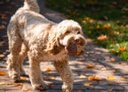Rosewood Cute Autumnal Squeaky Dog Toys