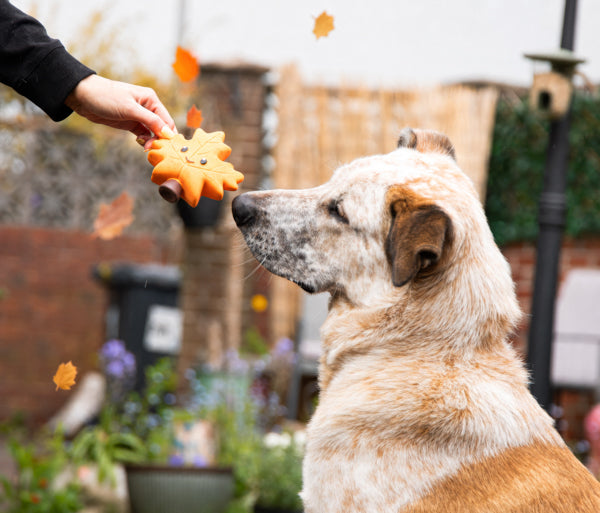 Rosewood Cute Autumnal Squeaky Dog Toys