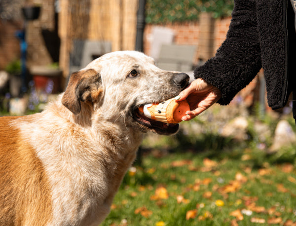 Rosewood Cute Autumnal Squeaky Dog Toys