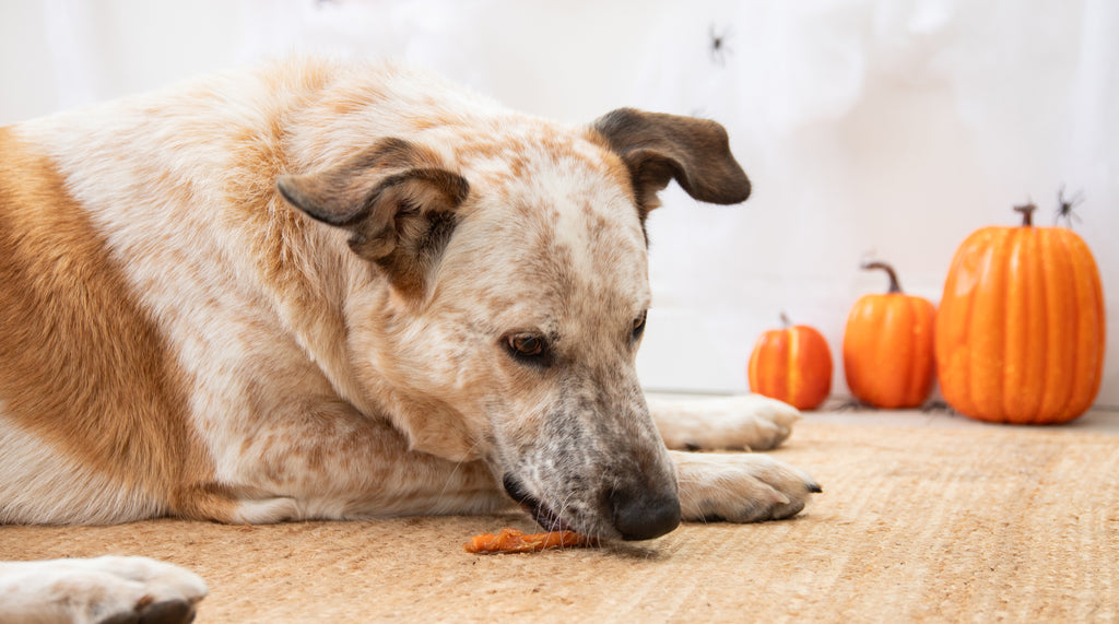 Halloween Rosewood Chicken Wrapped Pumpkin Treats
