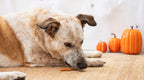 Halloween Rosewood Chicken Wrapped Pumpkin Treats