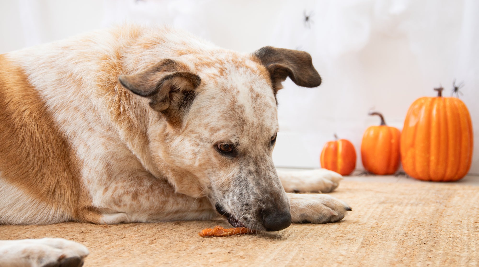 Halloween Rosewood Chicken Wrapped Pumpkin Treats