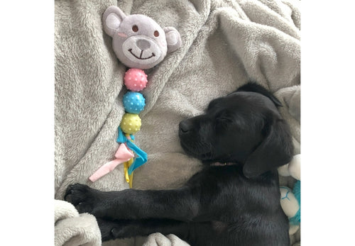 Ancol Small Bite Teether