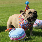 Birthday Cake Toy with Dog