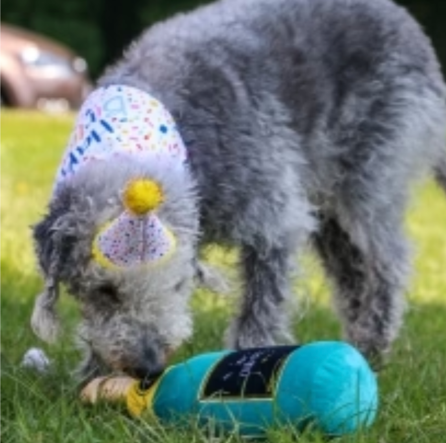 Champagne dog toy with dog