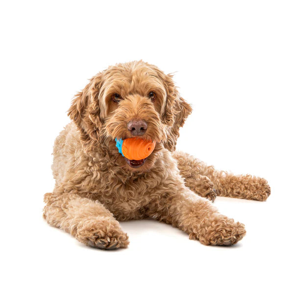 Guru Crunch & Squeak Ball Dog Toy for Dogs & Puppies
