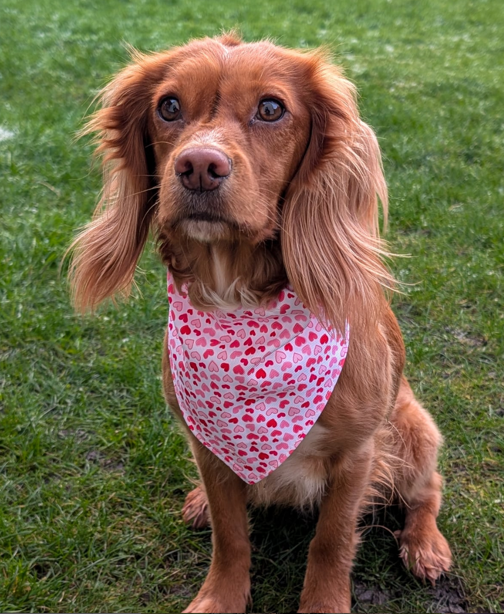 I Woof You Bandana