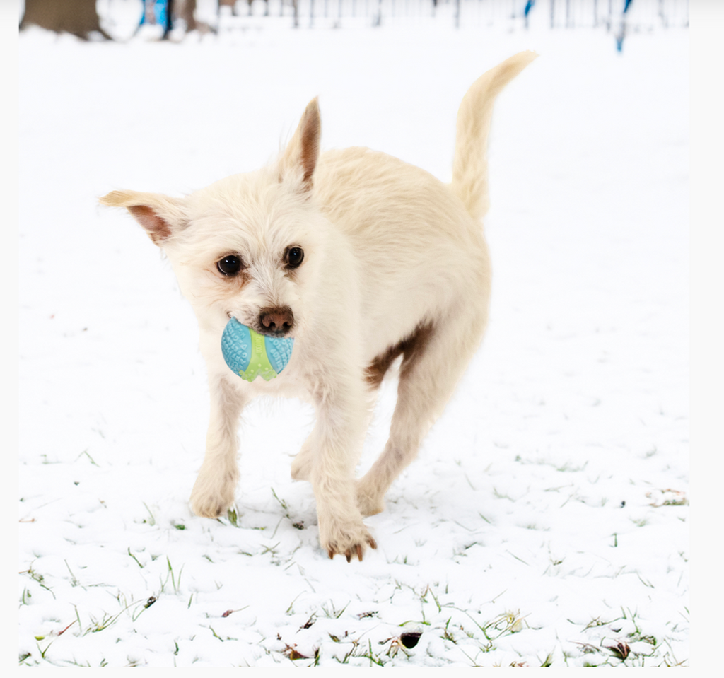 CorestrengthBallKONG